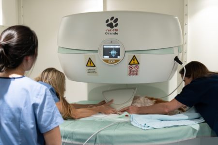 VES Singapore - Dog Magnetic Resonance Imagery (RMI)